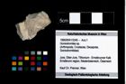 Foto (Objekt + Etikett) von Goniodromites sp.  (NHMW-GEO-1990-0041-3345)